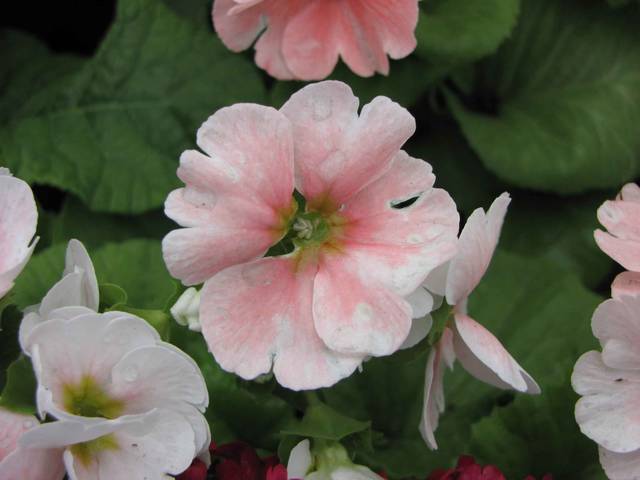 Primula obconica rose (série 'Juno')