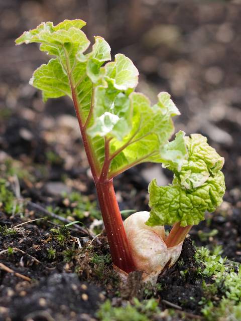 Jeune plant de rhubarbe
