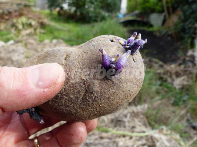 Semence de pomme de terre