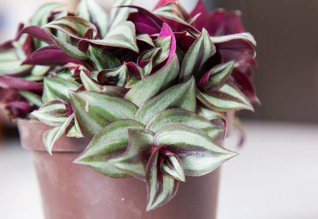 Tradescantia zebrina