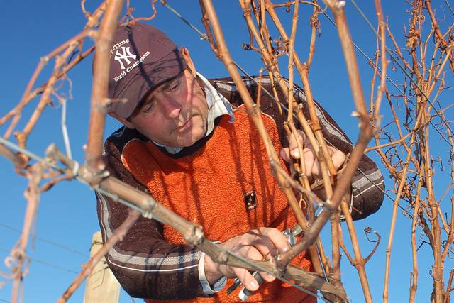 Taille de la vigne en hiver
