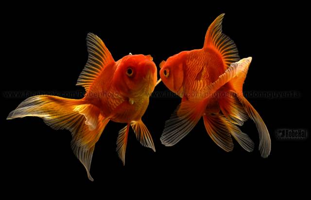 Les poissons nagent plus vite quand ils sont ivres