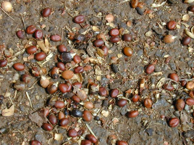 Graines de Washingtonia robusta