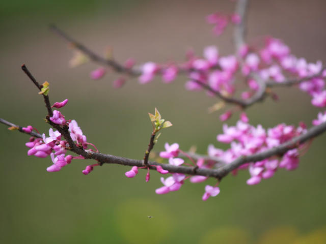 Arbre de Judée 'Forest Pansy' - détail floraison
