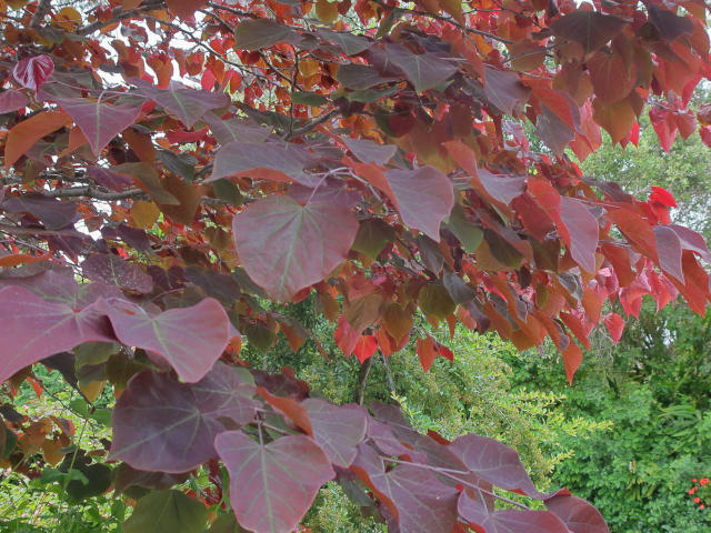 Arbre de Judée 'Forest Pansy' - détail feuillage