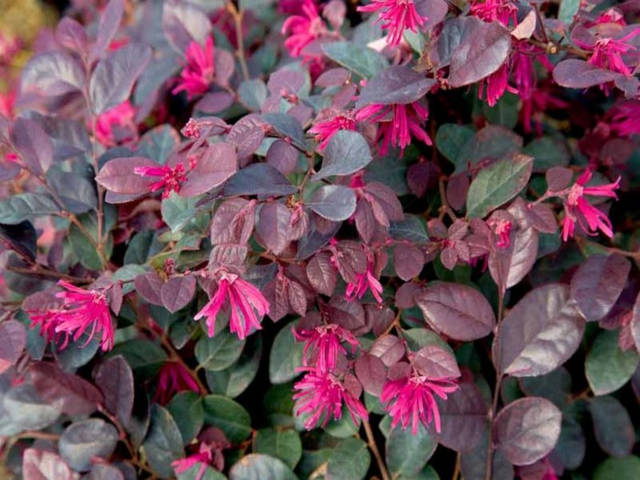 Loropetalum 'Fire dance'