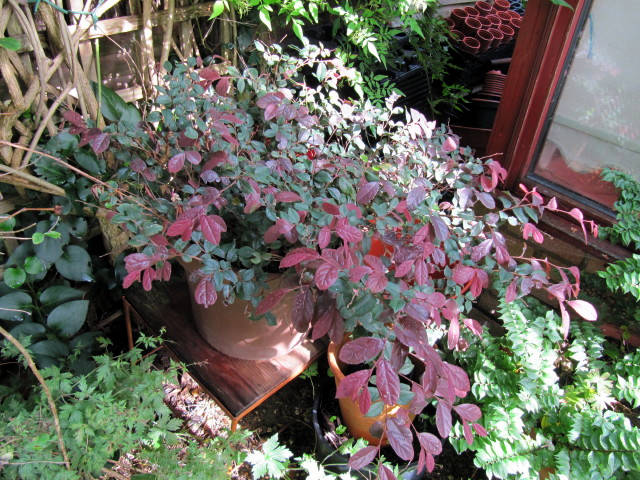 Loropetalum 'Fire dance' - en pot