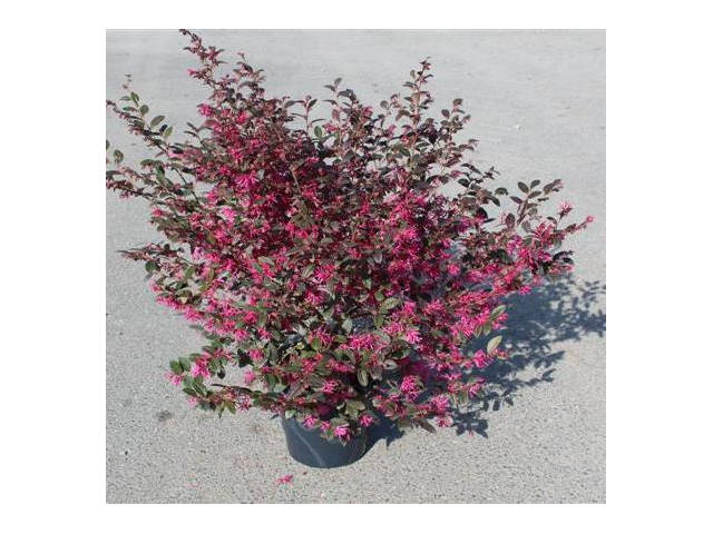 Loropetalum 'Fire dance' - plante telle qu'expédiée (en mars)