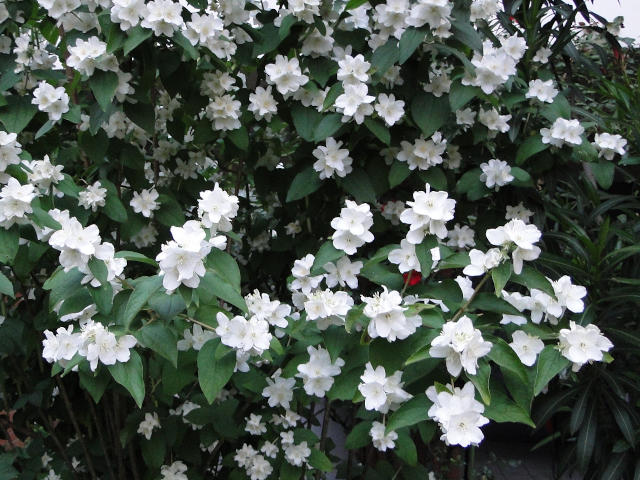 Philadelphus virginalis