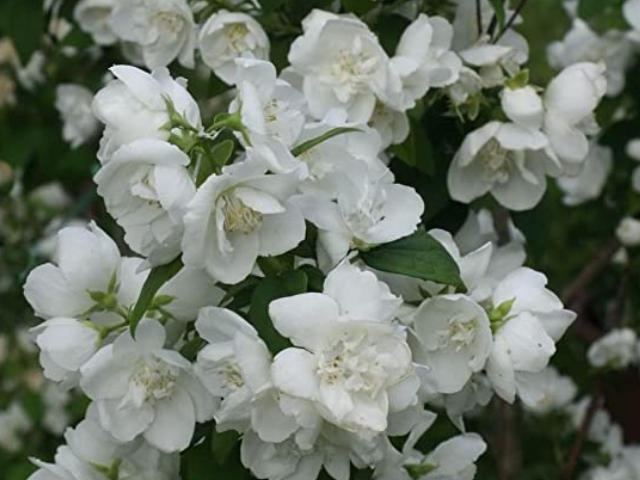 Philadelphus virginalis 'Mrs El Robinson'