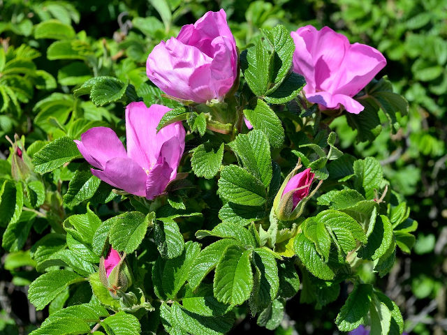Rosa rugosa (rosier rugueux)