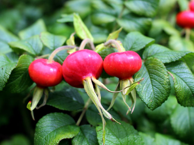 Fruits de rosa rugosa en fin d'été