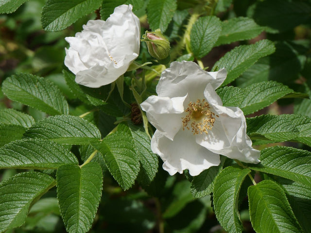 Rosa rugosa 'White perfection'