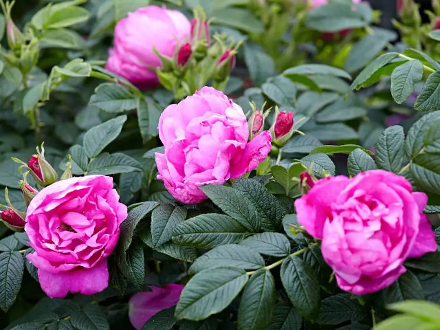 Rosa rugosa Admiration® 'Rosa Zwerg'