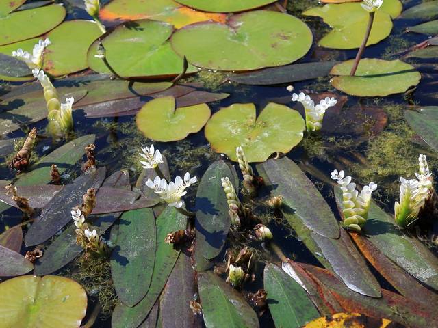 Aponogeton distachyos en fleurs