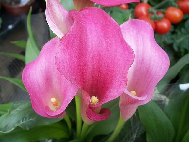 Arum rose - Purrrpl_Haze / flickr.com