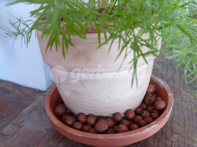Plantes en pot : à quoi sert les billes d'argile?? 