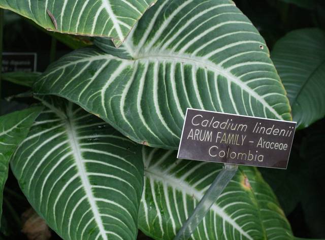 Phyllotaenium lindenii, Caladium lindenii - Gardening Solutions / flickr.com