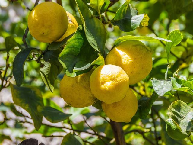 Comment tailler un citronnier et d'autres agrumes
