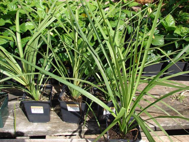 Cordylines vendues en jardinerie