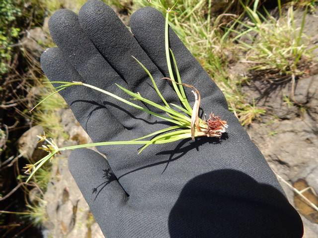 Cyperus haspan : division des rhizomes