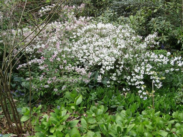 Deutzia en massif