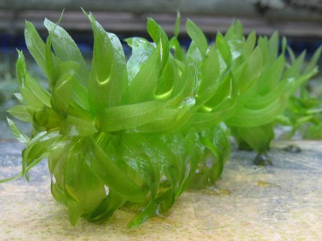 Egeria densa, élodée (sortie de l'eau)