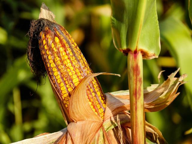 Maïs au potager : semis, culture, récolte