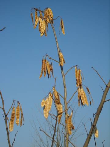 Graines d'albizia sur un arbre
