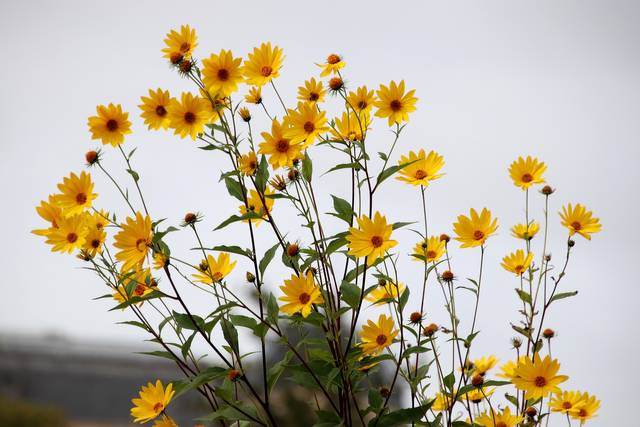 Helianthus