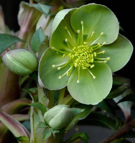 Hellébore 'Boughton Beauty'
