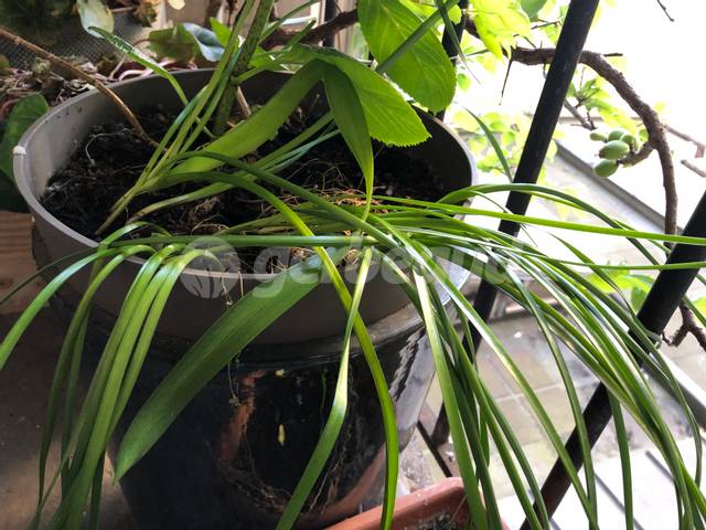 Feuillage de narcisses après floraison