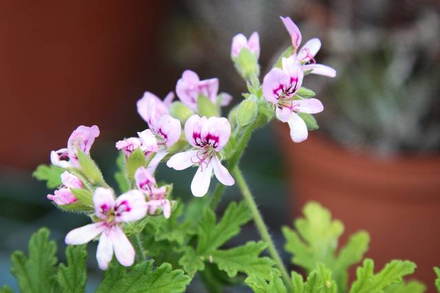 Pelargonium graveolens