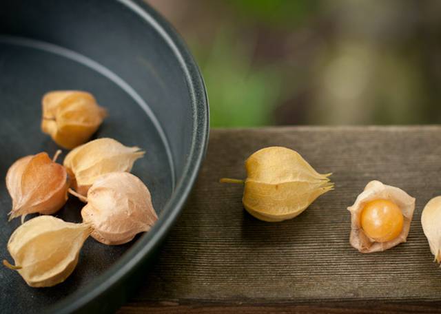 Physalis pruinosa - Elisa Adam / flickr.com
