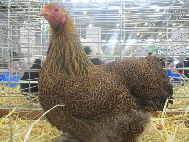 Poule Brahma naine coloris perdrix doré maillé