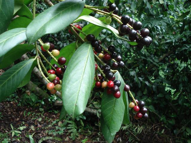 Prunus laurocerasus