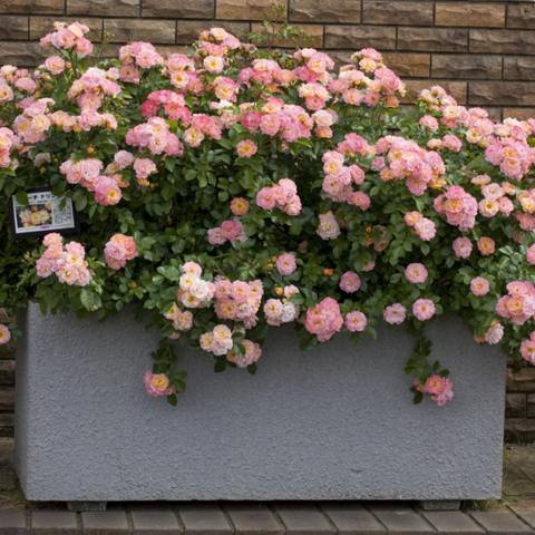 Rosier Peach DRIFT &reg; Meiggili