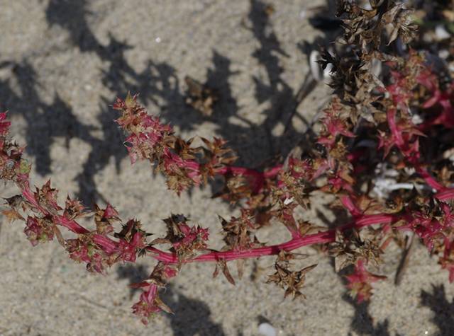 Salsola soda