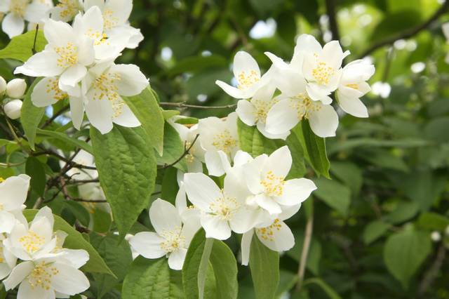 Seringat en fleurs (philadelphus coronarius)