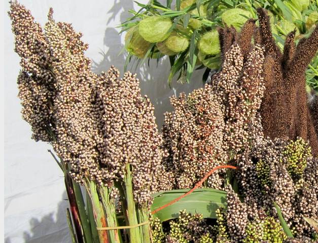Le sorgho, une céréale résistante à la sécheresse et sans gluten