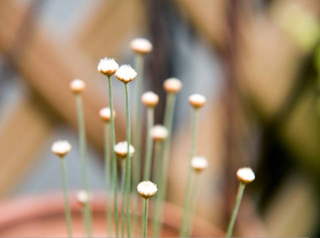 Syngonanthus chrysanthus 'Mikado' : fleurs