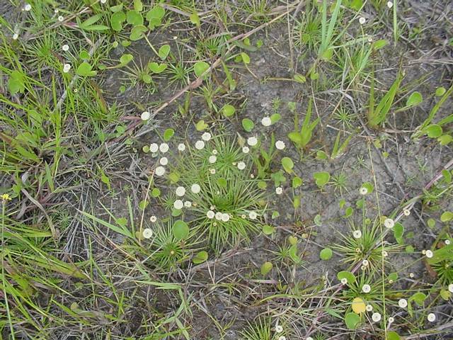 Syngonanthus chrysanthus (espèce type)