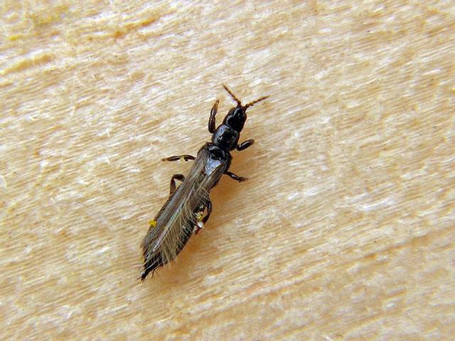 Se débarasser de la mouche du terreau - Le Truc : Maladies, parasites et  nuisibles 