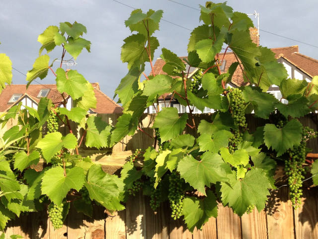Muscat de Hambourg (treille)