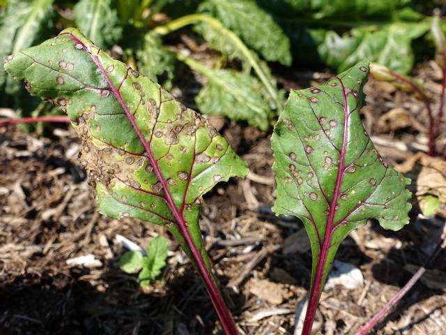 Cercosporiose (Cercospora beticola)