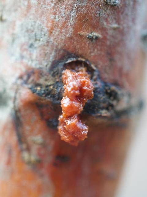 Dégâts du Zeuzère sur un arbre