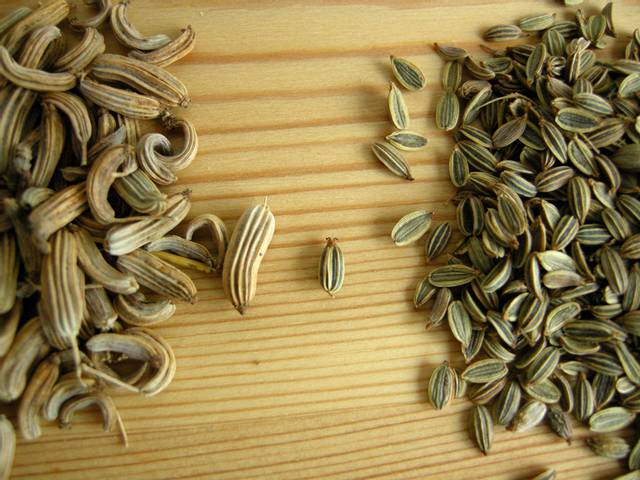 Fenouil : semis, culture et entretien, récolte des bulbes