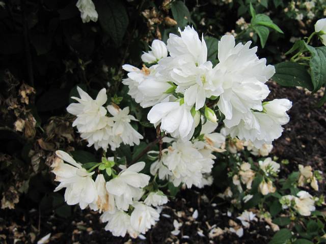 Philadelphus 'snowbelle'
