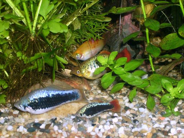 Platy au repos en fond d'aquarium