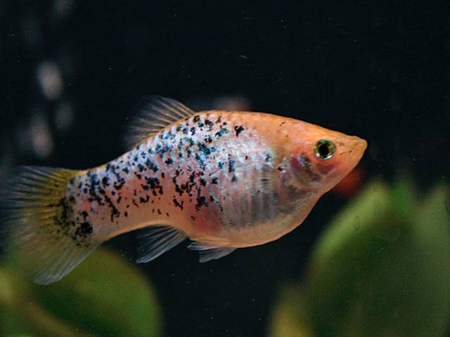Platy moucheté de noir